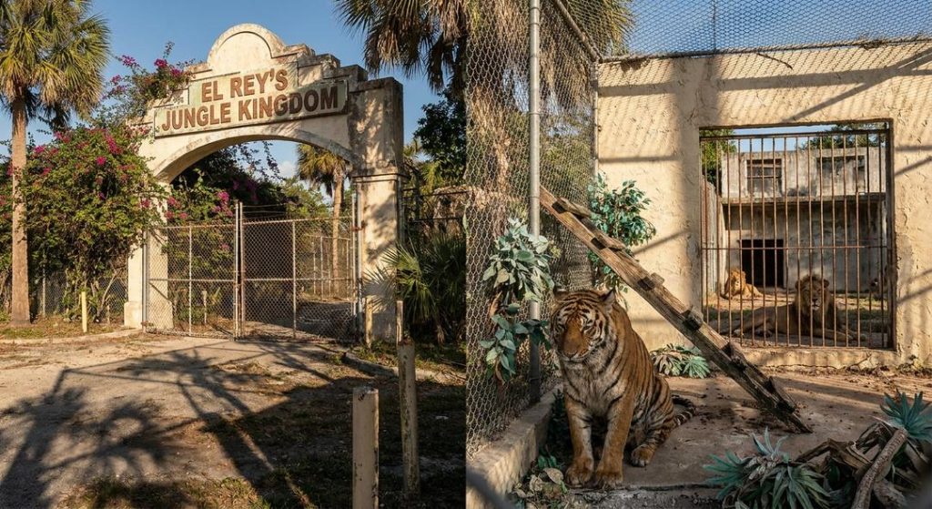 Abandoned zoo entrance with tiger and lion