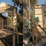 Abandoned zoo entrance with tiger and lion